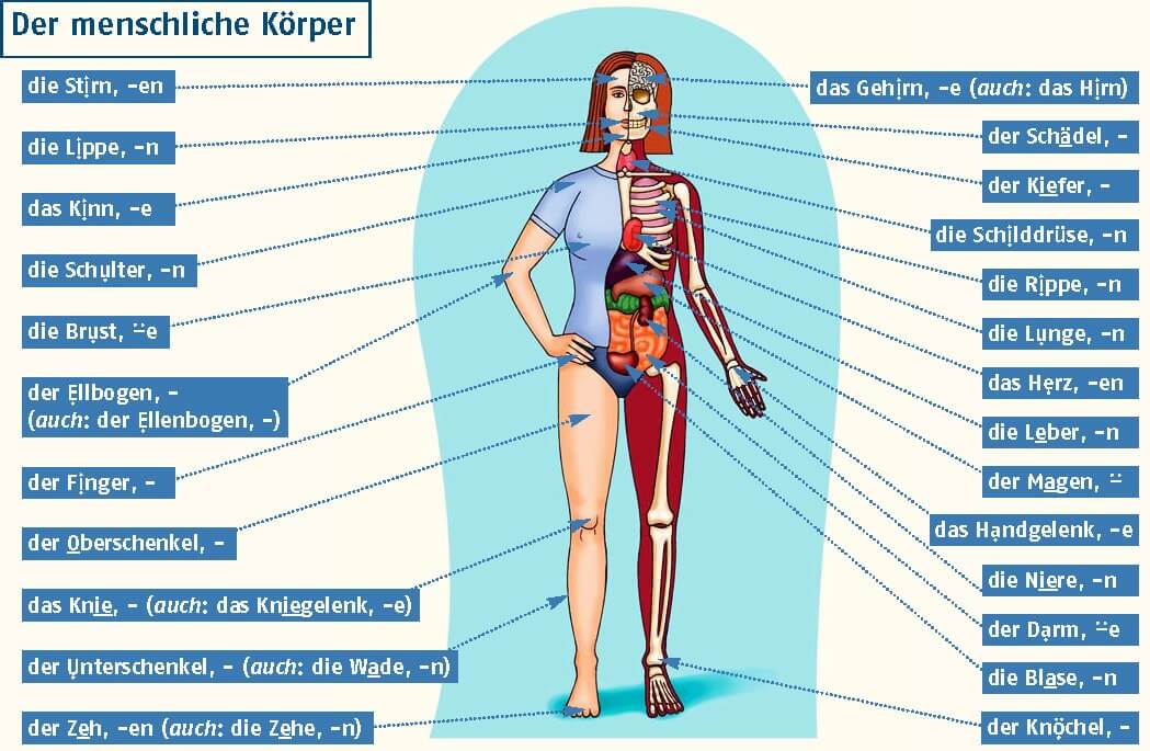 Части тела человека на немецком языке