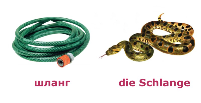 Змея - die Schlange