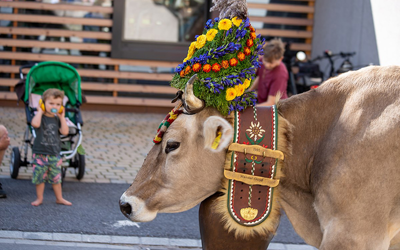 Alpabfahrt, корова