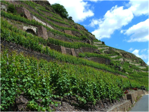 Виноградники долины Рейна