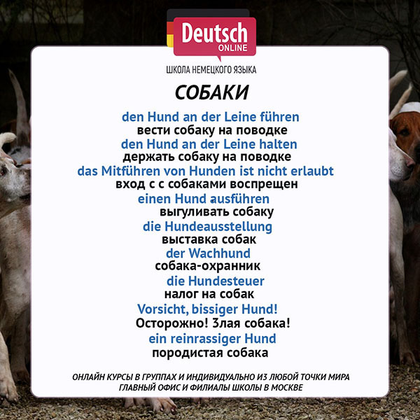 Интересные факты о породе собак немецкая овчарка