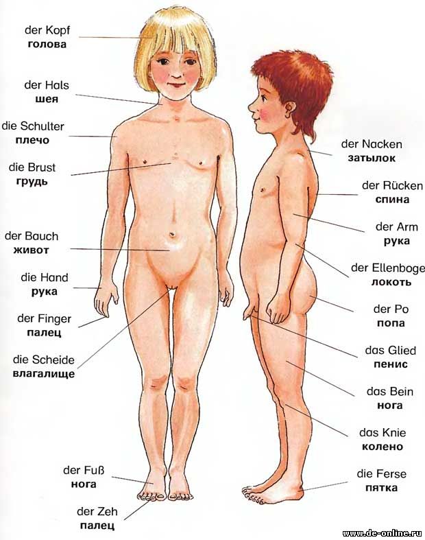 части тела немецкий язык
